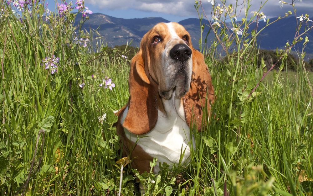 Обои для рабочего стола Собака породы Бассет-Хаунд / Basset Hound сидит в траве с цветами на фоне гор