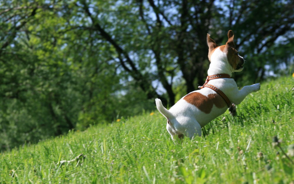 Обои для рабочего стола Маленький пес породы Jack Russell terrier / Джек Рассел терьер бегает по траве