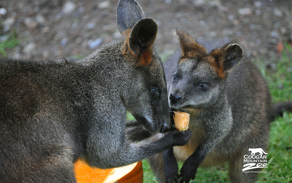 Обои для рабочего стола Горный зоопарк 'Кугуар' / Couguar Mountain Zoo, болотные валлаби Брэкен и Хемлок