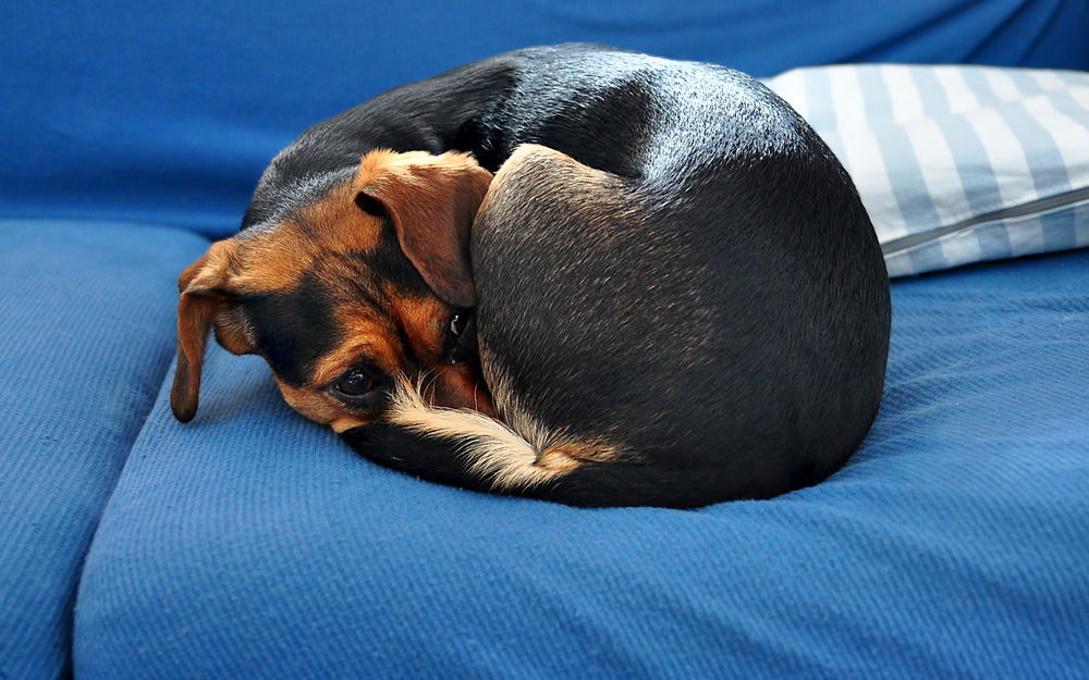 Обои для рабочего стола Собака спит на диване, свернувшись клубком