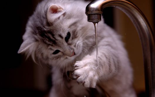 Обои на рабочий стол Серый котенок играется с текущей водой из крана
