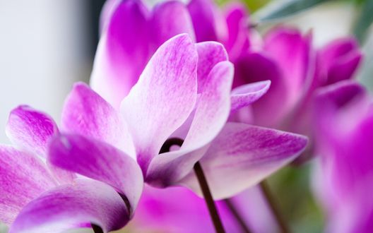 Обои на рабочий стол Лепестки бело-розовых цветов цикламена (дряквы) / cyclamen