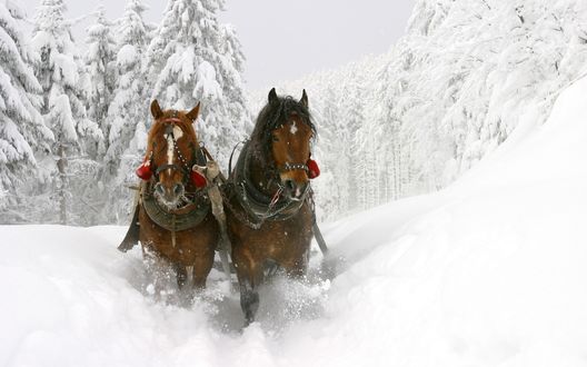 Лошадь в реке фото