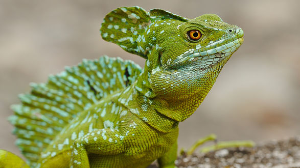 Обои на рабочий стол Игуана / Iguana iguana следит за нами оранжевым глазом