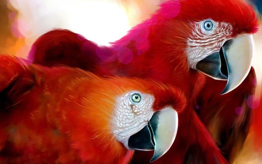 Обои на рабочий стол Два красных попугая ара / Macaw Parrot с белыми головами и клювами