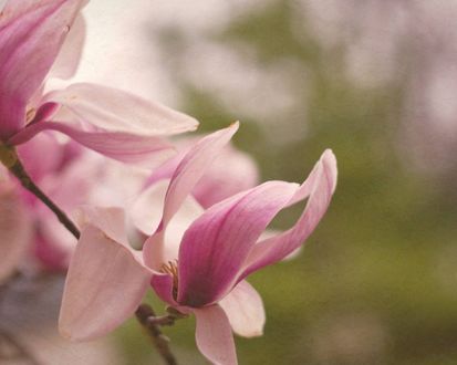 Обои на рабочий стол Розовые цветы магнолии / magnolia на ветке