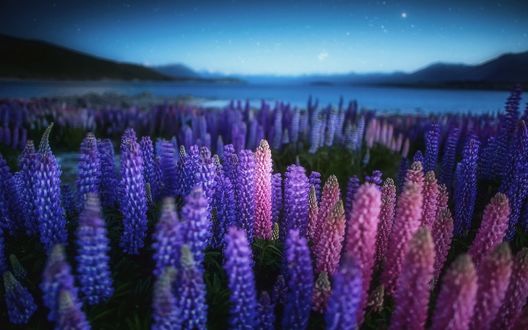 Обои на рабочий стол Разноцветные люпины, Новая Зеландия / New Zealand