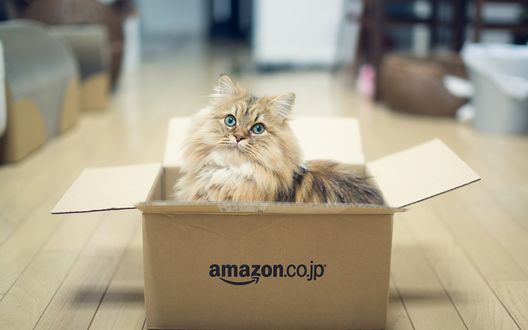 Обои на рабочий стол Кот сидит в коробке