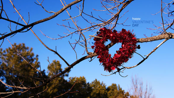 Обои на рабочий стол Красное сердце из мишуры висит на ветке дерева (happy Valentines Day / Счастливого Валентинова дня)