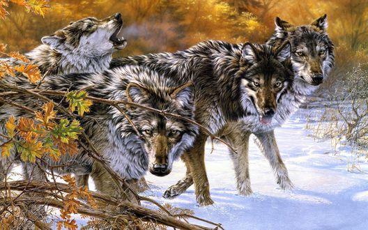 Обои на рабочий стол Дикие взъерошенные волки на снегу, работа Lee Kromschroeder / Ли Кромшрёдер