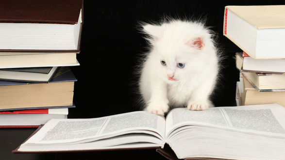 Обои на рабочий стол Белый пушистый котенок положил лапки на толстую книгу