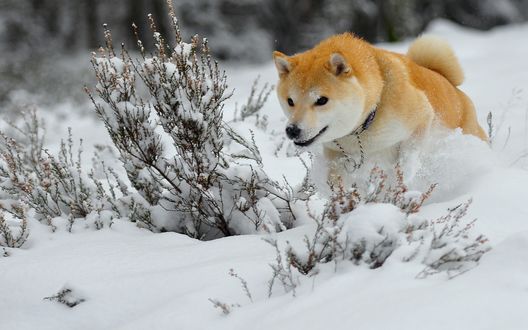 Обои на рабочий стол Собака породы Акита-ину / Akita-inu за кем-то охотится, увидев добычу она перепрыгивает через кусты