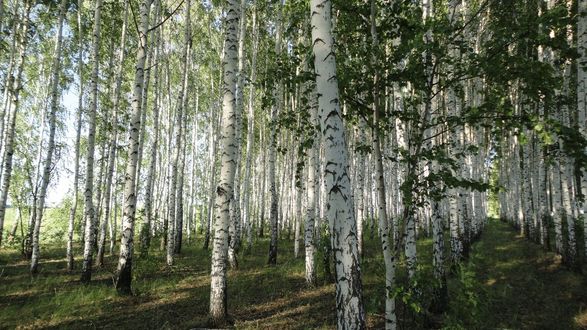 Обои на рабочий стол Берёзовая роща летом