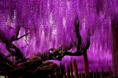 Обои на рабочий стол Цветение Глицинии / Вистерии в парке цветов Асикага / Ashikaga Flower Park в Японии / Japan