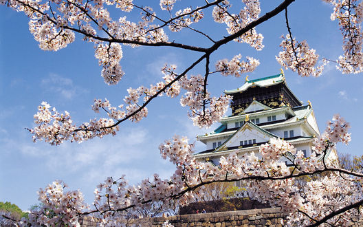 Обои на рабочий стол Замок в Нагойе / Nagoya Castle среди цветущей вишни, Япония / Japan