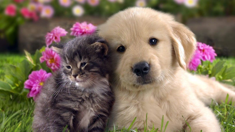 Обои для рабочего стола Серый котенок и белый щенок лабрадора, тесно прижавшись, сидят на зеленой лужайке в окружении цветов