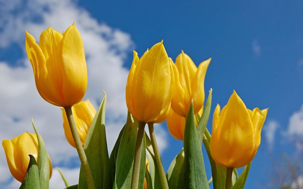 Обои на рабочий стол Желтые тюльпаны на фоне голубого неба с белыми  облаками, обои для рабочего стола, скачать обои, обои бесплатно