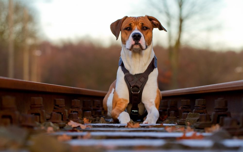 Обои для рабочего стола Серьезный пес на фоне железнодорожных путей