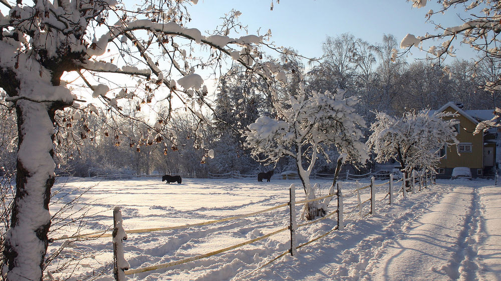 Обои для рабочего стола Зимняя природа, черные лошади гуляют по снежному полю
