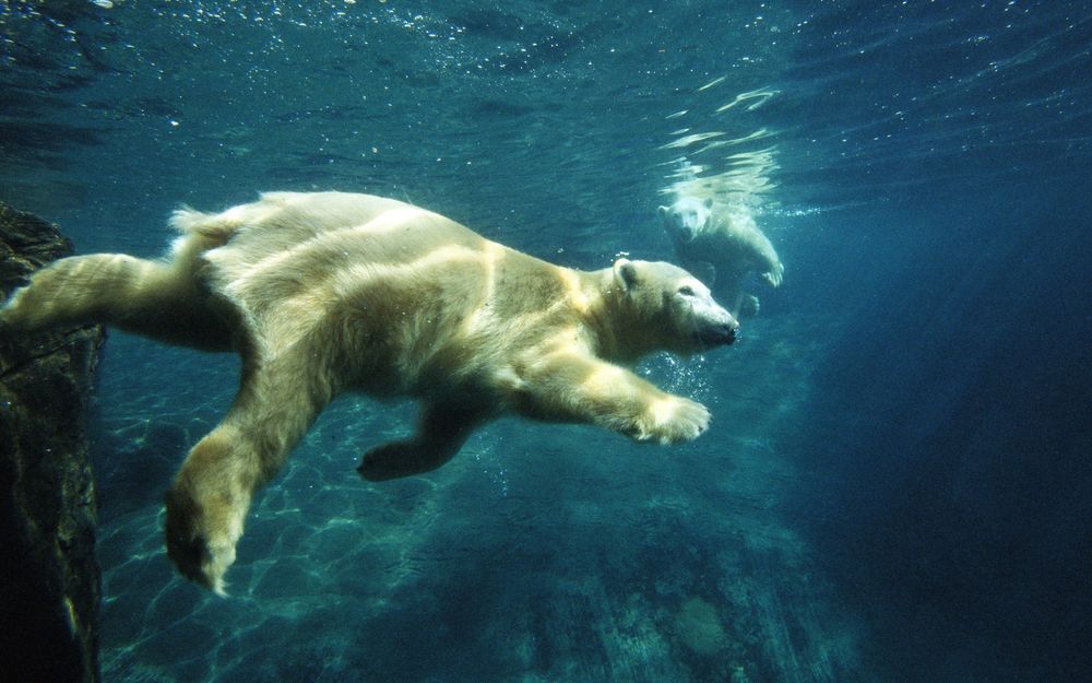 Обои для рабочего стола Белый медведь плавает под водой