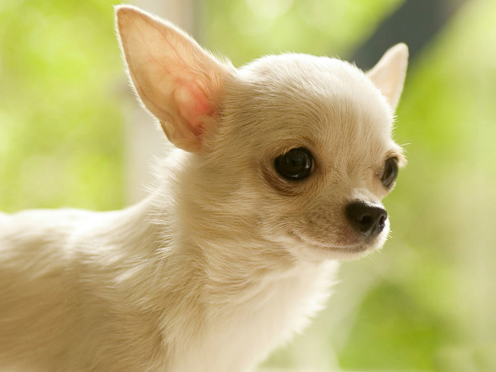 Обои для рабочего стола Малыш чихуахуа / chihuahua