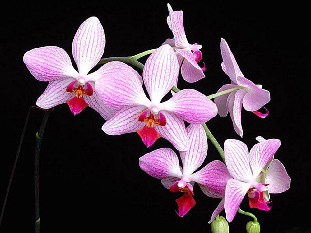 Обои для рабочего стола Ветка бело-розовой орхидеи на чёрном фоне