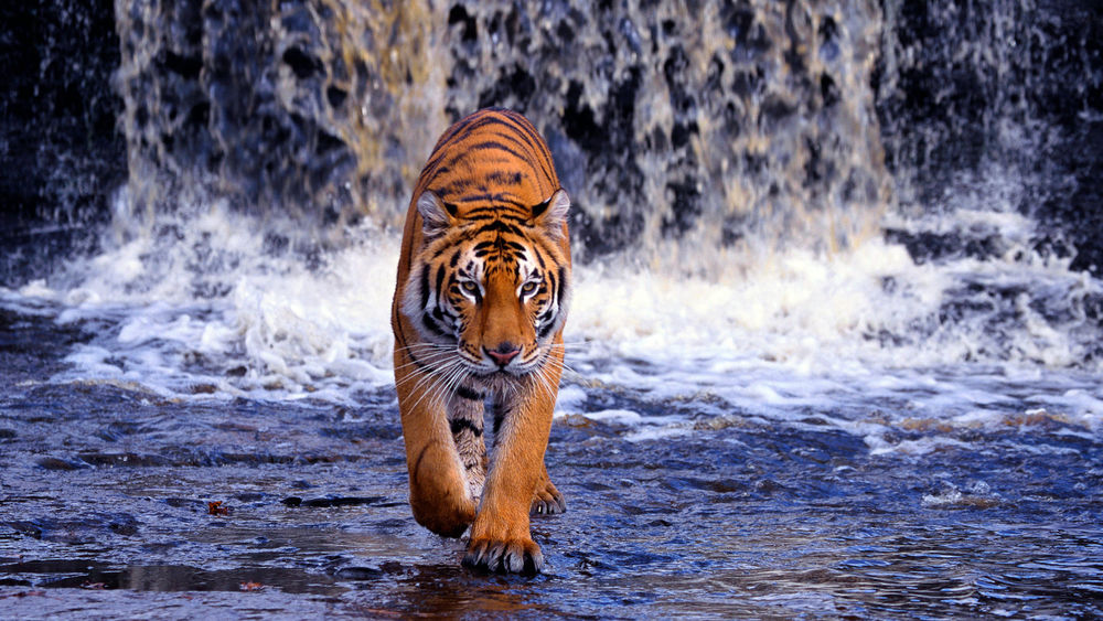 Обои для рабочего стола Тигр идет по воде водопада