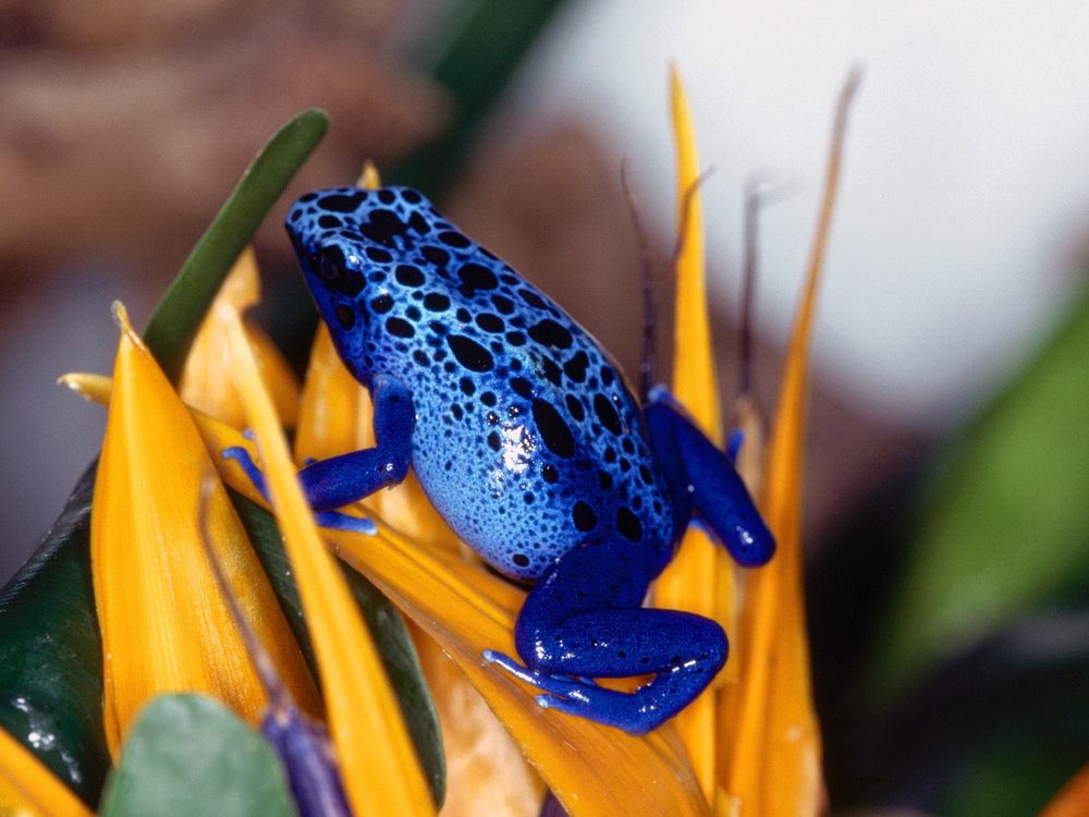 Обои для рабочего стола Голубой древола з/ Dendrobates azureus на цветке