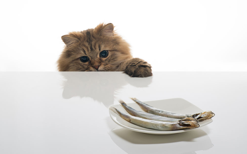 Обои для рабочего стола Кот упорно тянется к селедкам, лежащим на белой тарелке