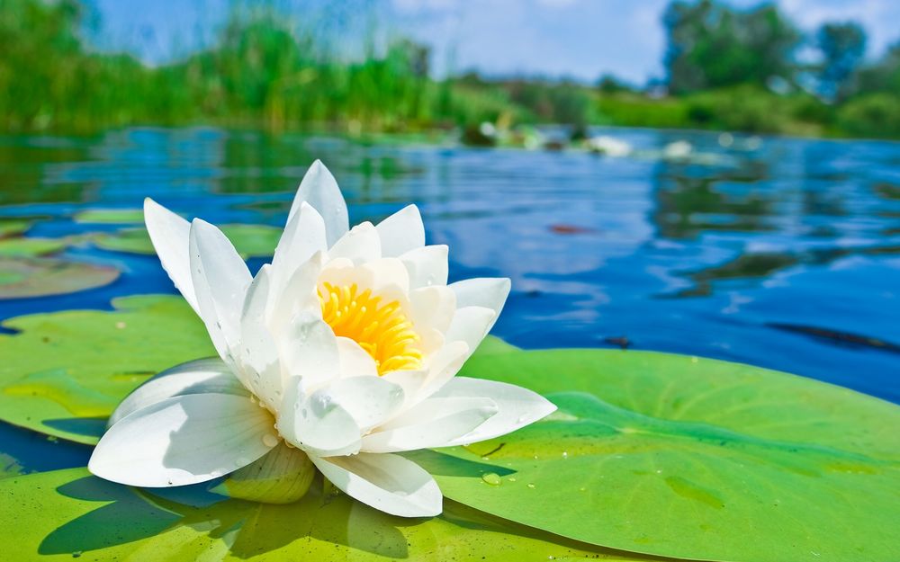Обои для рабочего стола Белая водяная лилия на листьях посреди водоема