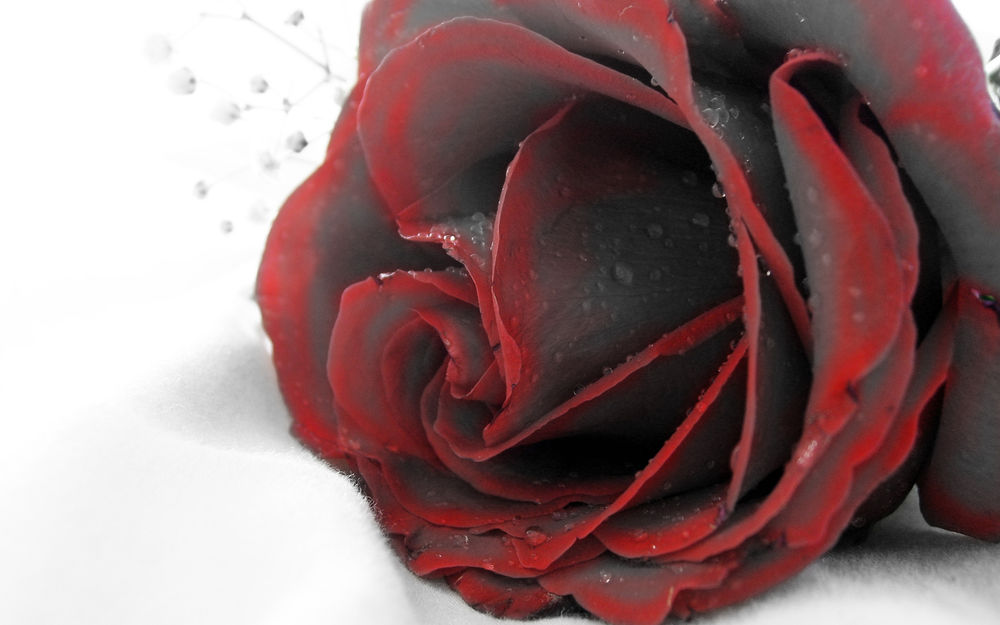 Обои для рабочего стола Черная роза с красной окантовкой в капельках воды на белом фоне