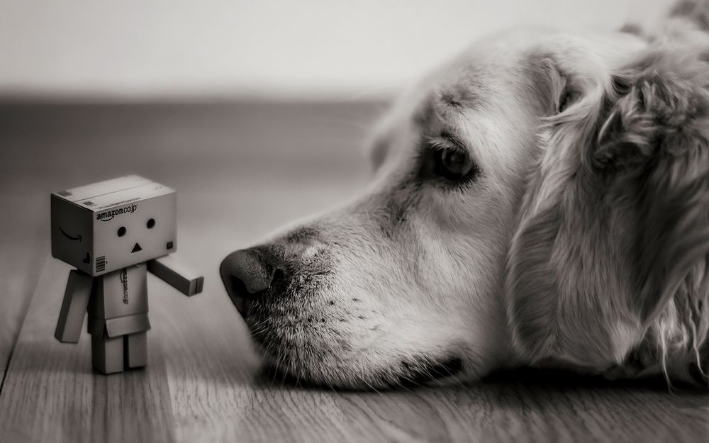 Обои для рабочего стола Коробочка Данбо / Danbo тянется к носу  грустного золотистого ретривера, который лежит на полу