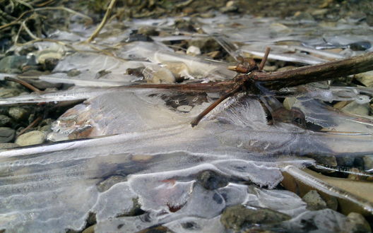 Обои на рабочий стол Ветки и камни на земле покрыты льдом