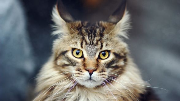 Обои на рабочий стол Кошка породы Мейн-кун /  Maine Coon