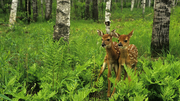 Обои на рабочий стол Пара пятнистых оленят среди берез в кустах папоротника