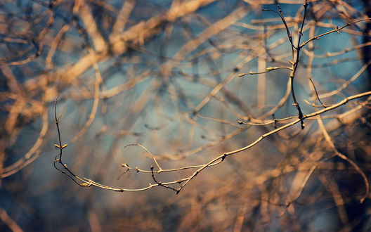 Обои на рабочий стол Ветка с набухшими почками весной