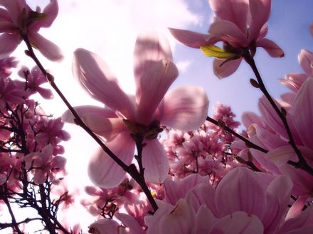 Обои на рабочий стол Розовые цветы магнолии / magnolia на фоне неба