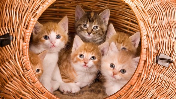 Обои на рабочий стол Рыжие котята сидят в плетеной корзинке