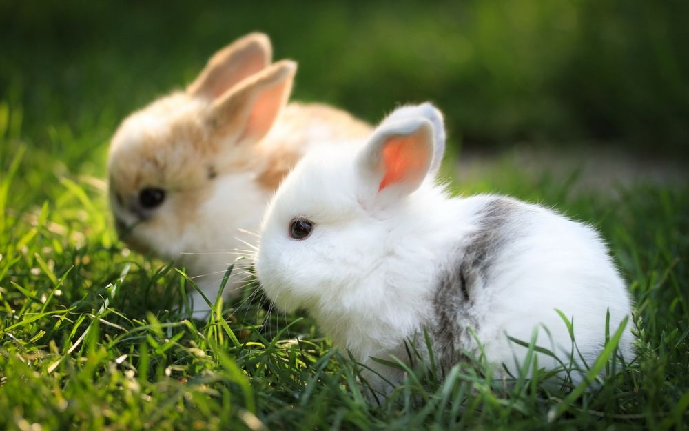 Обои для рабочего стола Два маленьких декоративных кролика сидят в траве