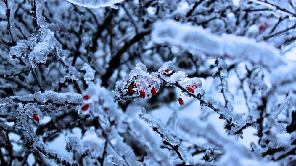 Обои для рабочего стола Красные ягоды покрыты инеем и снегом