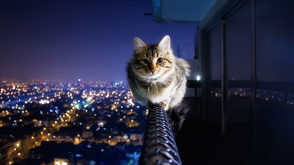Обои для рабочего стола Кошка на перилах балкона высокого здания ночью