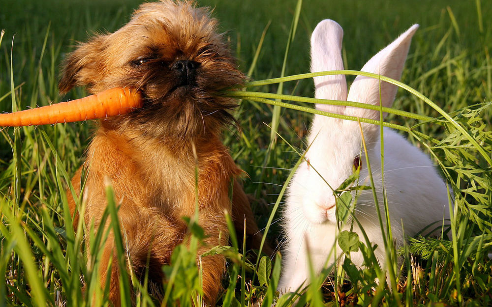 Обои для рабочего стола Гриффон с морковкой в зубах сидит возле белого кролика