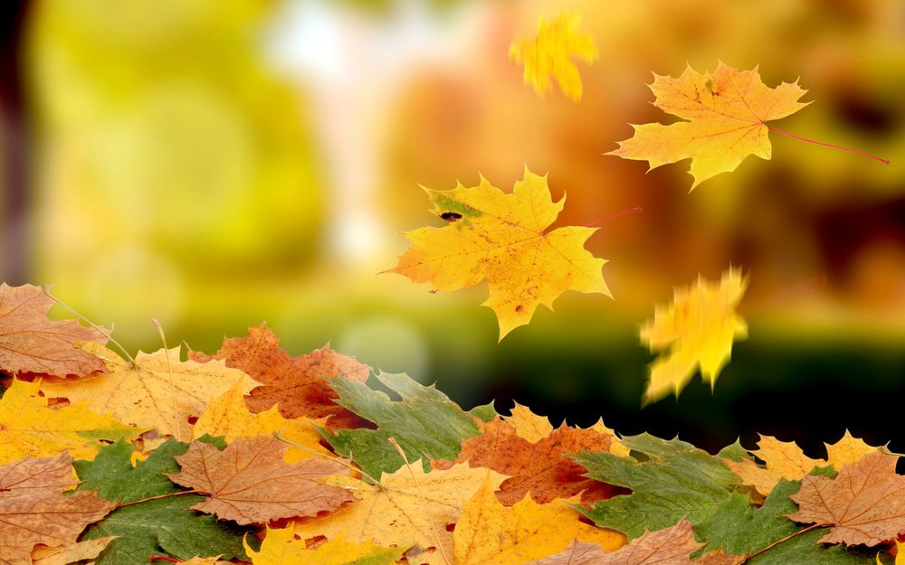 Осенние Листья В Саду Фото