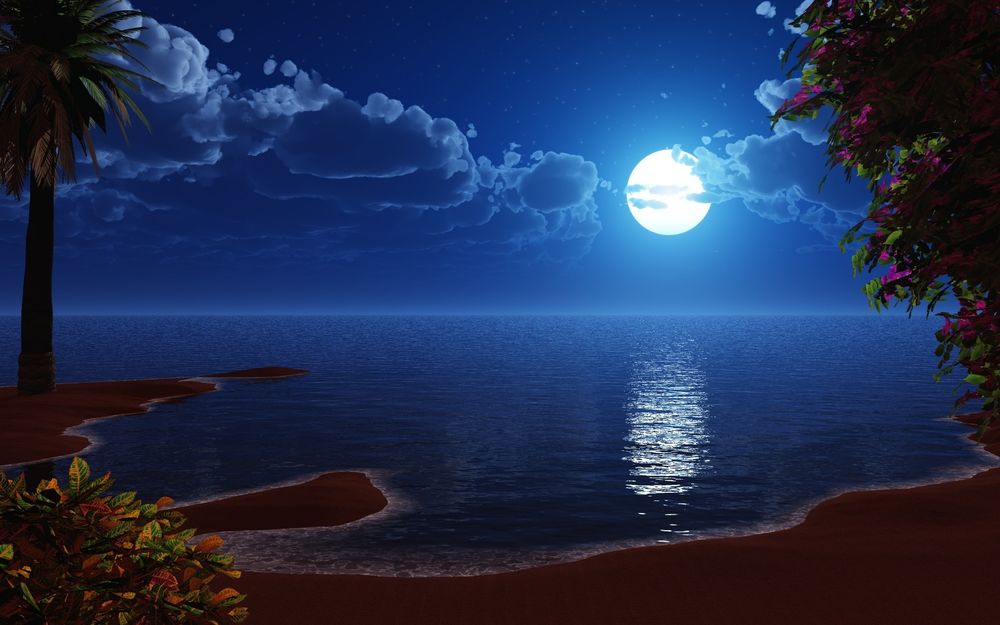 Обои для рабочего стола Ночное лунное небо с белыми облаками над океанским берегом с тропическими пальмами, цветущими кустами и пляжем с коричневым песком