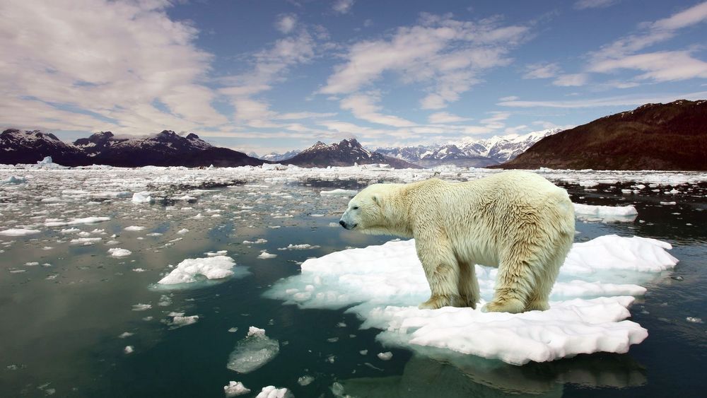Обои для рабочего стола Белый медведь стоит на льдине горного озера