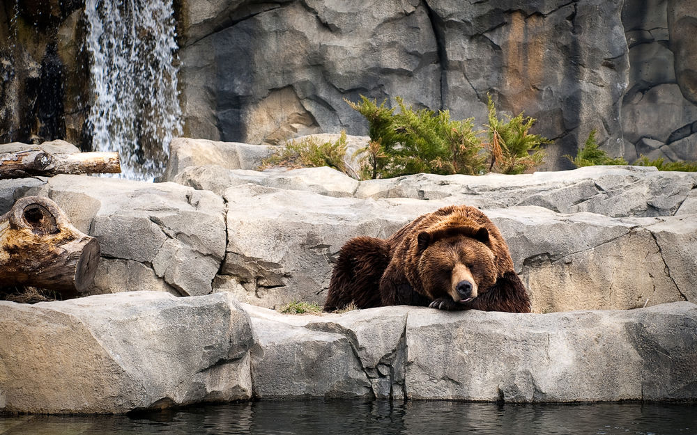 Обои для рабочего стола Медведь лежит на камнях у воды