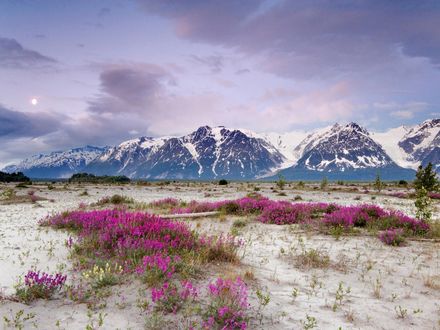 Обои на рабочий стол Розовые цветы в заснеженных горах Аляски, США / Alaska, USA