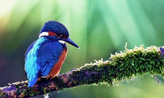 Обои на рабочий стол Oбыкновенный зимородок / Kingfisher сидит на ветке дерева покрытой мхом