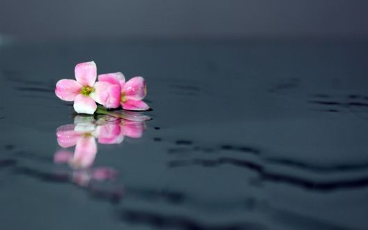 Обои на рабочий стол Два розовых цветка на воде