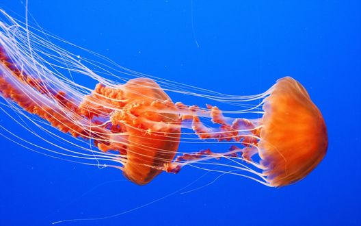 Обои на рабочий стол Две оранжевые медузы плывут в морских просторах